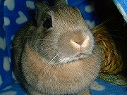 ままぁ～？また何か新しい玩具くれるのぉ～？？？