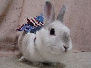 【ばに～☆ふらっしゅ】みみちゃん０１