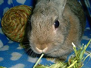 『ヤンキーうさぎがゆく！』ユリナ００３