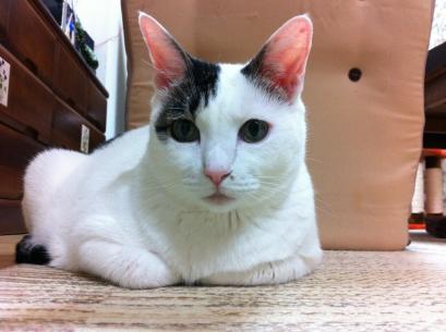 ゆったりまっくす