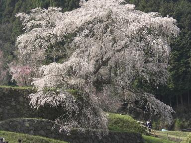 又兵衛桜正面