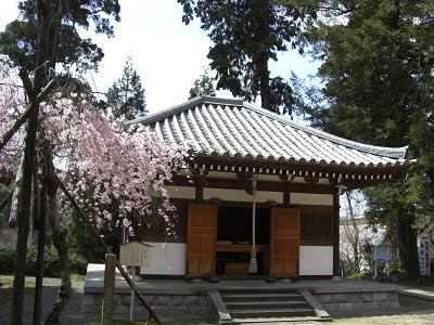 隅屋桜