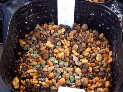 090307 fuirigenjisumire.jpg