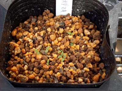 090307 kanadaodamaki.jpg