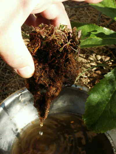 根を処理する前