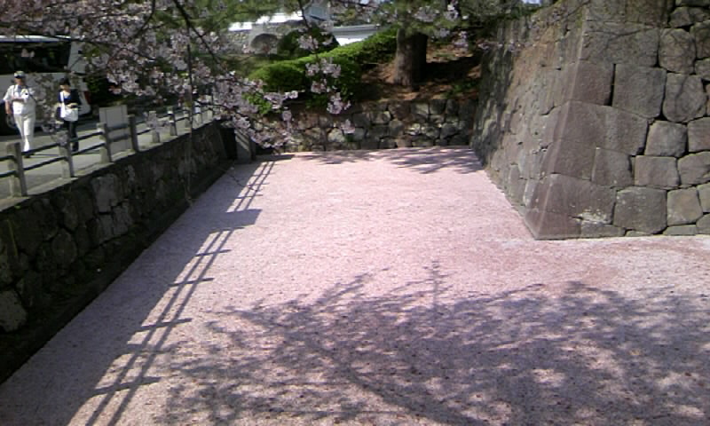 お堀の桜絨毯