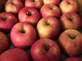 葉とらずりんご