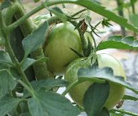 tomato