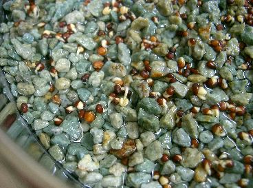 ブロッコリースプラウトの発芽