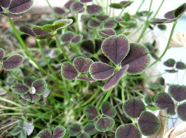 四つ葉のクローバー