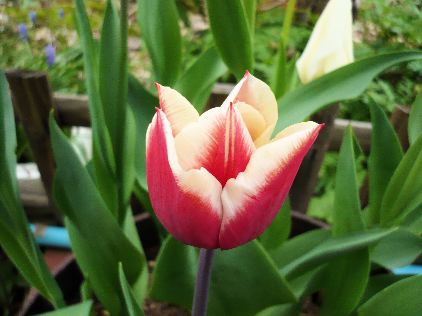 ツートンチューリップ