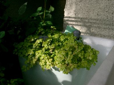 ベビーティアーズとゾウさん