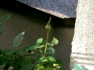 ミニバラのつぼみ