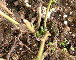 ブラキカムの新芽