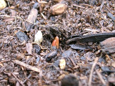 チューリップの芽-2