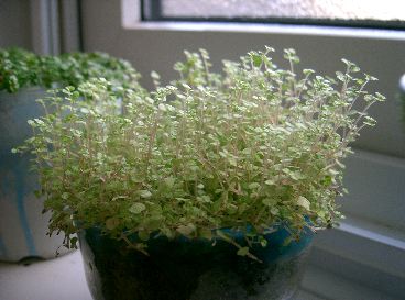 グングンイエロー