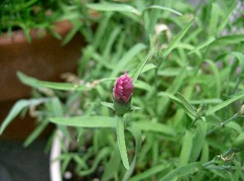カーネーションのつぼみ