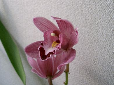 寂しいシンビジウム