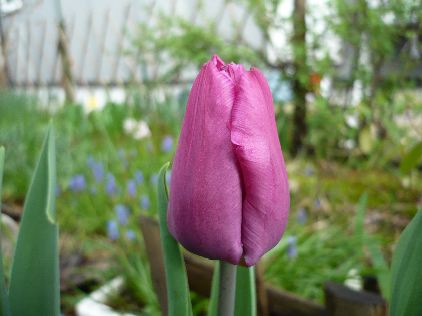 パープルピンクのチューリップ