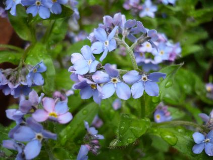 ワスレナグサ＊ブルー