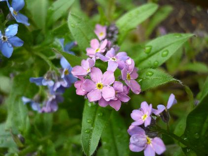 ワスレナグサ＊ピンク