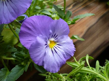 パンジー＊モルフォ