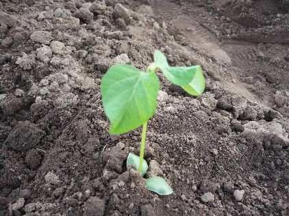 ひょろっこエダマメ