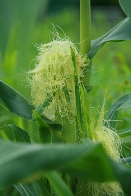 corn41.jpg
