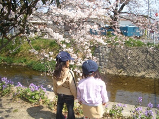 穂と子桜見学.JPG