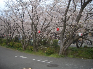 さくら3.JPG