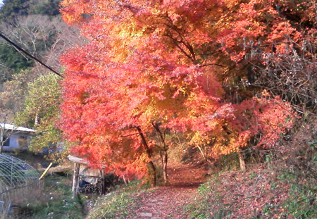 紅葉2.jpg