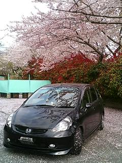 桜とフィット