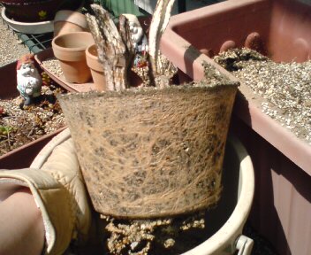 枯れたサボテン