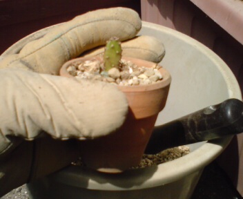 サボテンの植え替えその１