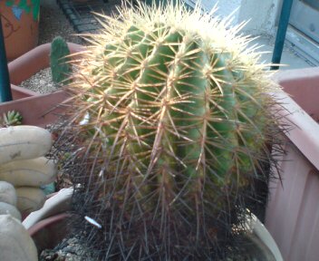 サボテンの植え替えその２