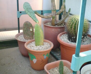 サボテンの植え替えその３