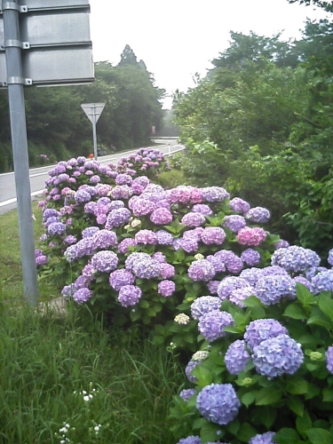 紫陽花１.jpg