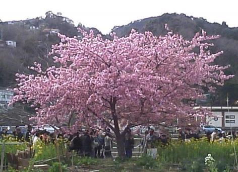 河津桜.jpg