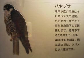 初詣2006-6.jpg