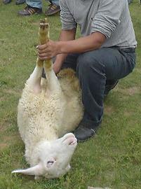 モンゴル羊その2