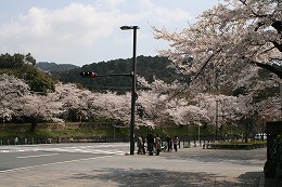 sakura-1