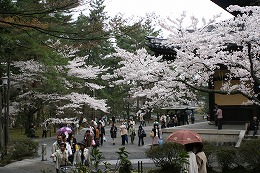 sakura-4