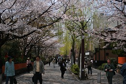 sakura-10