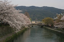 sakura-17