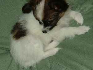 もみじが占領！