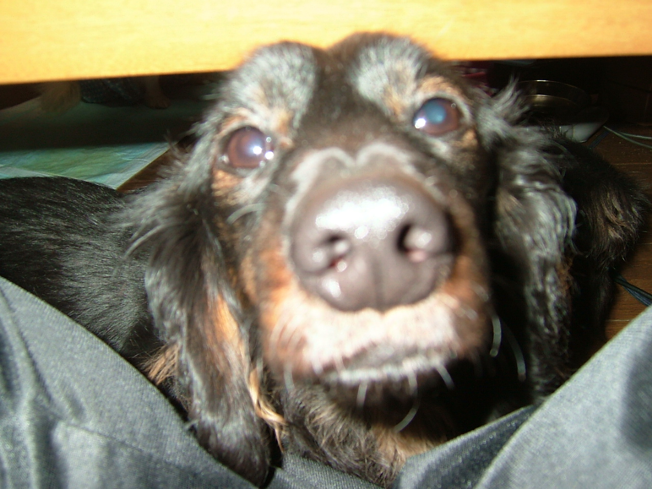 教えるでないぞ！