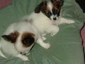 おっと！さくらの侵入！