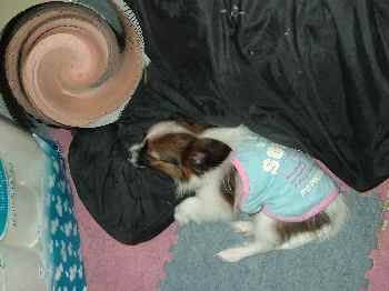 あたちの勝ちよV