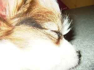 とさか？！？！