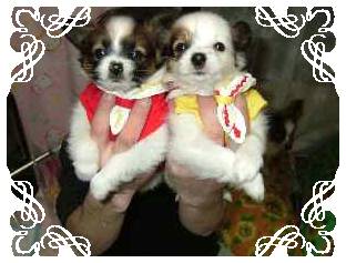 大正解おめでちょー♪